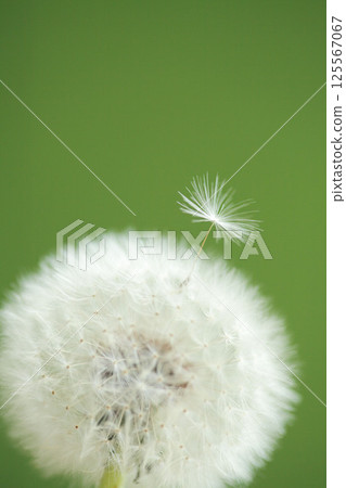 Dandelion down 125567067