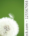 Dandelion down 125567068