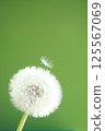 Dandelion down 125567069