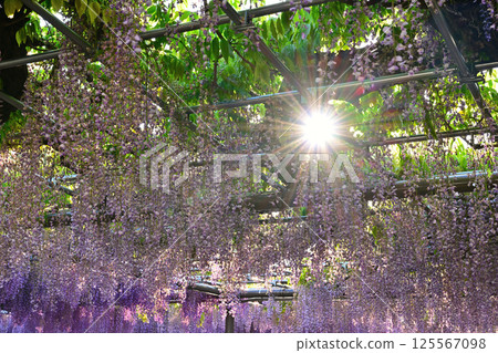 Wisteria trellis in Tenno river park Wisteria trellis in Tenno river park 125567098