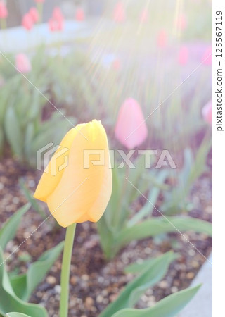 Yellow tulips bathed in light and the arrival of spring Yellow tulips bathed in light and the arrival of spring 125567119