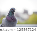 Pigeon up 125567124