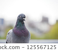 Close-up of a pigeon with its eyes closed 125567125