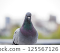 Pigeons to look at 125567126