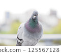 Sharp-eyed pigeon - front 125567128