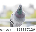 A pigeon with a sharp expression 125567129