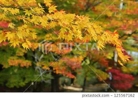 Autumn leaves of Ryu ga Temple Autumn leaves of Ryu ga Temple 125567162