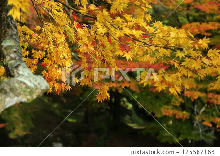 Autumn leaves of Ryu ga Temple Autumn leaves of Ryu ga Temple 125567163