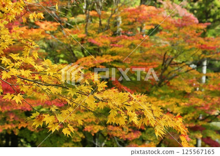 Autumn leaves of Ryu ga Temple 125567165