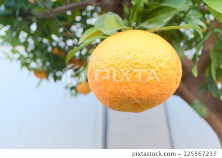 Fully ripe citrus fruit 125567237