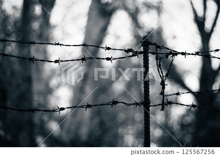 Barbed wire marks the boundary between restriction and freedom 125567256