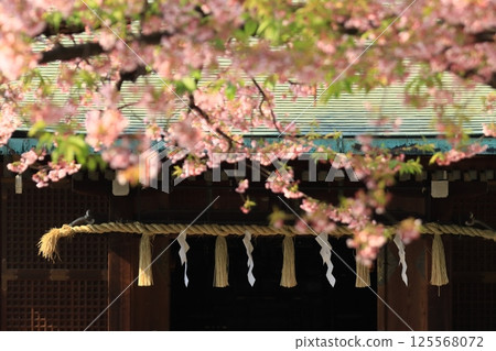 Shrine with cherry blossoms in full bloom. Shrine cherry blossoms in full bloom. 125568072