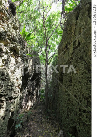 [Minamidaito Island] Baribari Rock 125568239