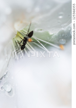 Azaleas and ants after the rain 125568355