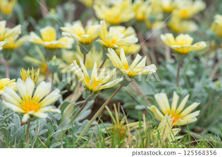 Yellow flower 125568356