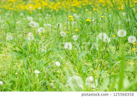 Dandelions blooming in the spring field 125568358