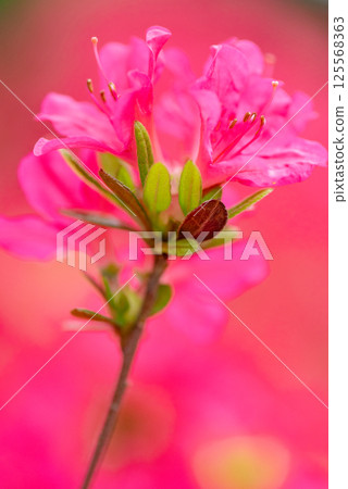 bright azalea flowers 125568363