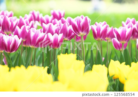 Spring tulip field 125568554