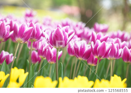 春天鬱金香領域 125568555