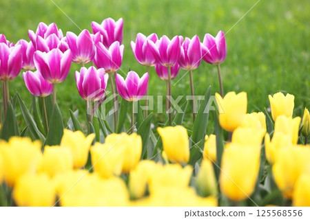 春天鬱金香領域 125568556