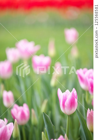 Pink tulips blooming in the flowerbed Pink tulips blooming in the flowerbed 125568581