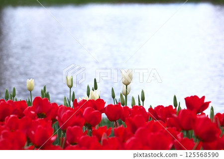 水邊的春天鬱金香花田 125568590