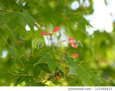 Maple seeds galore! (Autumn leaves with samaras at Otome Shrine) Maple seeds galore! (Autumn leaves with samaras at Otome Shrine) 125568813