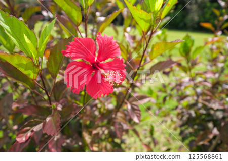 布索格花 125568861