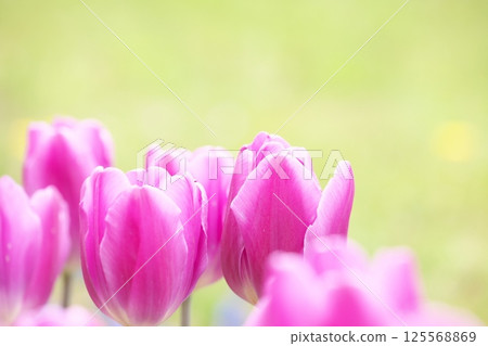 春天的花壇裡滿是紫色的鬱金香 125568869