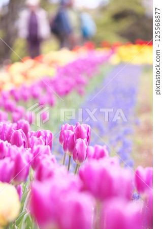 Spring flowerbed full of purple tulips Spring flowerbed full of purple tulips 125568877
