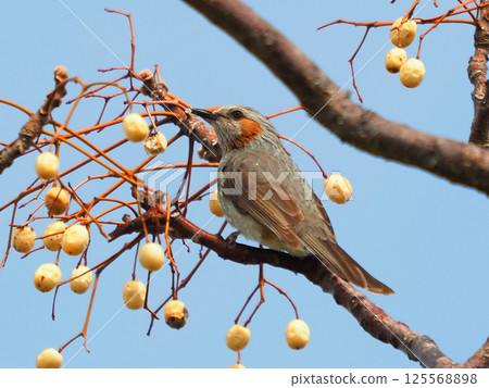 Bulbul Bulbul 125568898
