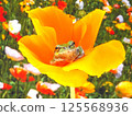 Poppy and the Frog 125568936