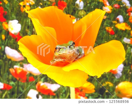 波比和青蛙 波比和青蛙 125568936