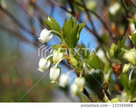 A close-up of the white flowers and buds of Enkianthus campanulatus bathed in the spring sunshine A close-up of the white flowers and buds of Enkianthus campanulatus bathed in the spring sunshine 125568969