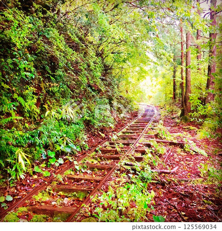 屋久島卡車路 屋久島卡車路 125569034
