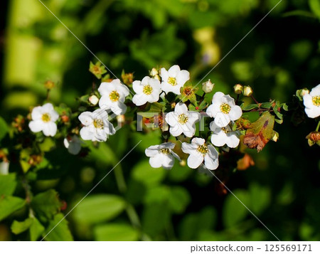 Spiraea thunbergii with white flowers and buds (sunlit branches of spiraea thunbergii) Spiraea thunbergii with white flowers and buds (sunlit branches of spiraea thunbergii) 125569171