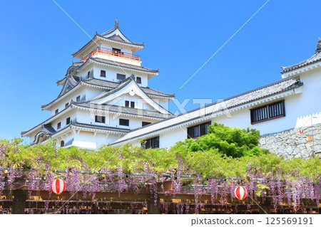 [Saga Prefecture] Karatsu Castle tower on a clear day and wisteria trellis in full bloom 125569191