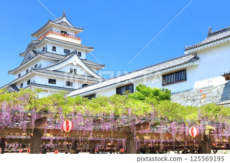 [Saga Prefecture] Karatsu Castle tower on a clear day and wisteria trellis in full bloom 125569195