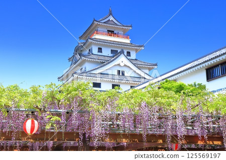 [Saga Prefecture] Karatsu Castle tower on a clear day and wisteria trellis in full bloom 125569197