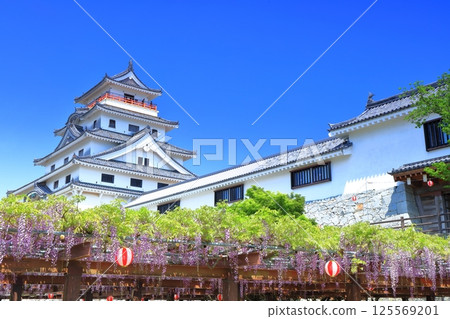 【佐賀縣】晴朗天氣下的唐津城樓與盛開的紫藤花架 125569201