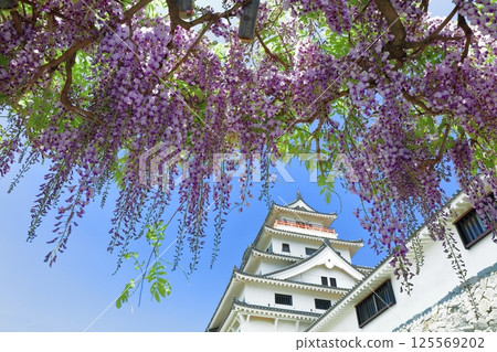 [Saga Prefecture] Karatsu Castle tower on a clear day and wisteria trellis in full bloom 125569202