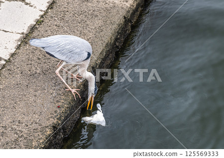 A grey heron rummaging through plastic bags of leftover food at Nakanoshima Park in Osaka City 125569333