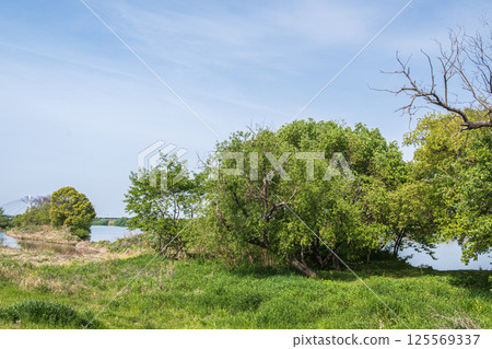 寢屋川市淀川河畔公園野花區的新鮮綠意 125569337