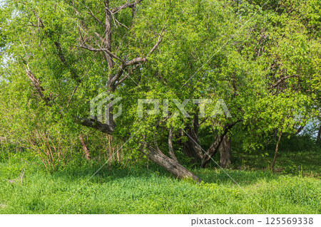 寢屋川市淀川河畔公園野花區的新鮮綠意 125569338
