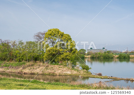 寢屋川市淀川河畔公園野花區的新鮮綠意 寢屋川市淀川河畔公園野花區的新鮮綠意 125569340