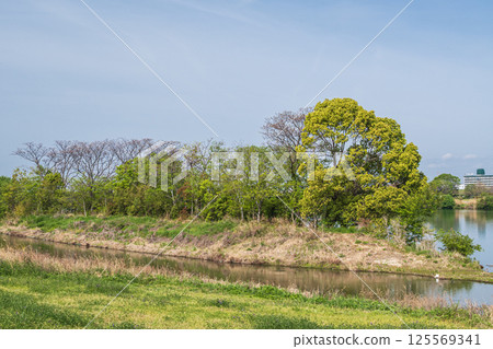 寢屋川市淀川河畔公園野花區的新鮮綠意 125569341