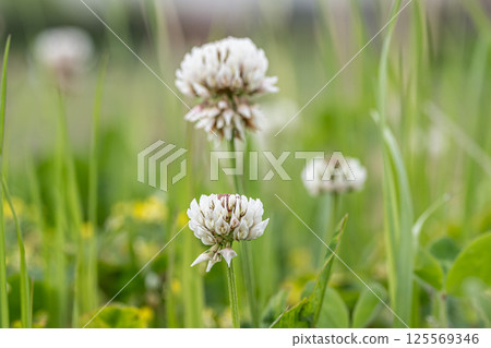 White clover: White flowers blooming in a spring field 125569346