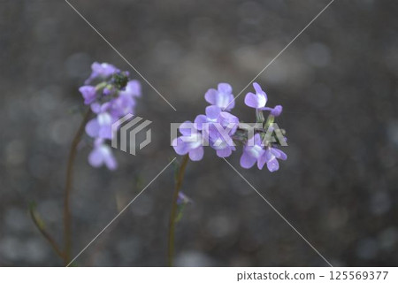 Small purple flowers blooming in the spring field Small purple flowers blooming in the spring field 125569377