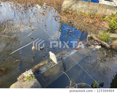 White Egret (endangered species) 125569464