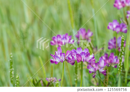 Astragalus Flowers blooming in the fields before cultivation 125569756